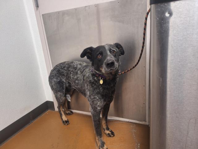 Dex - Male - Australian Cattle Dog