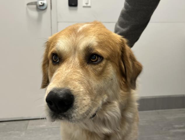  - Male - Labrador Retriever-Mix