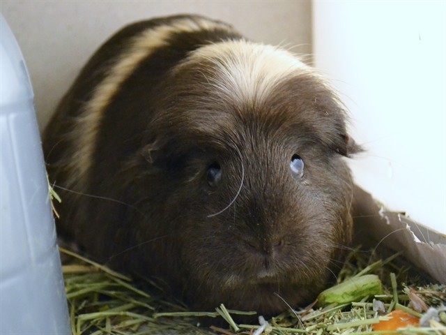 Barbie - Female - Guinea Pig
