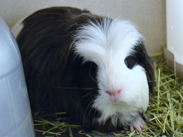 Barbara - Female - Guinea Pig