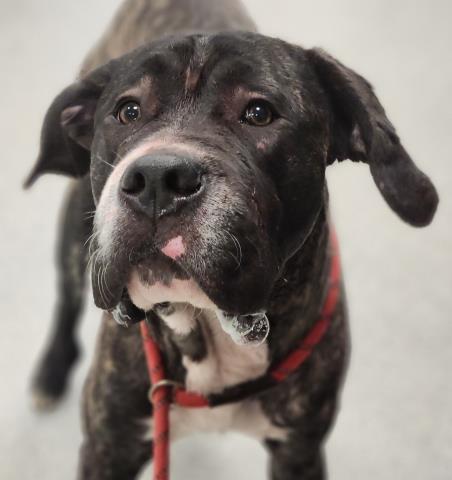 Geralt - Male - Mastiff-Mix