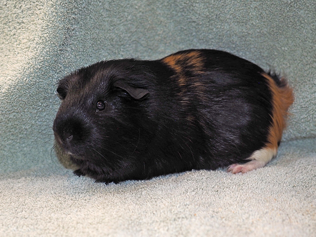 Dime - Male - Guinea Pig