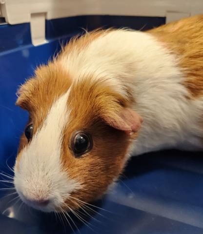 Bubbles - Female - Guinea Pig