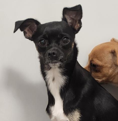 Serena - Female - Chihuahua-Mix