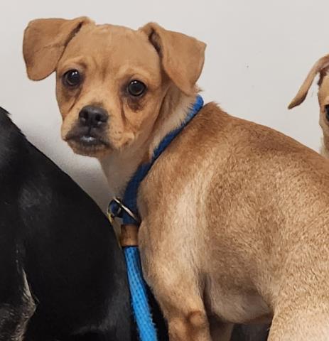 Sir Lazlo - Male - Chihuahua-Mix