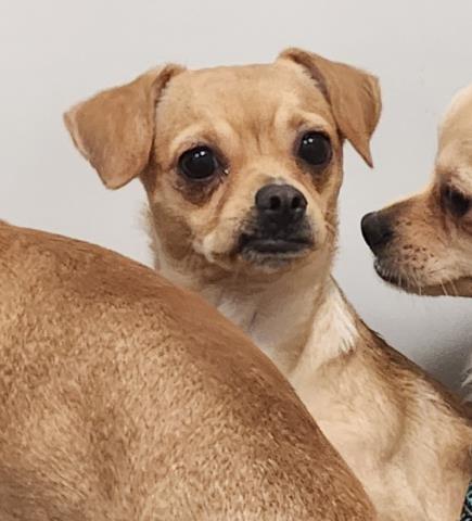  - Female - Chihuahua-Mix