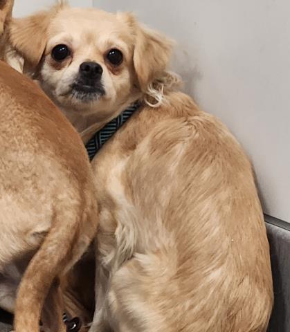 Thistle - Female - Chihuahua-Mix