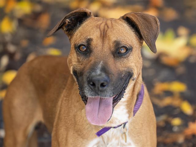 Tank - Male - Boxer-Australian Cattle Dog