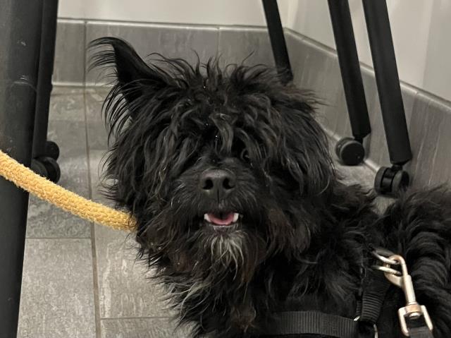 Licorice - Male - Terrier-Mix