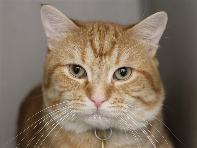 Milo - Male - Domestic SH