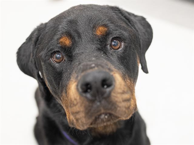 Zeus - Male - Rottweiler