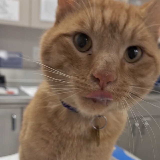 Freddie - Male - Domestic SH-Mix