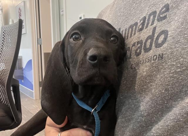  - Female - Plott Hound-Mix