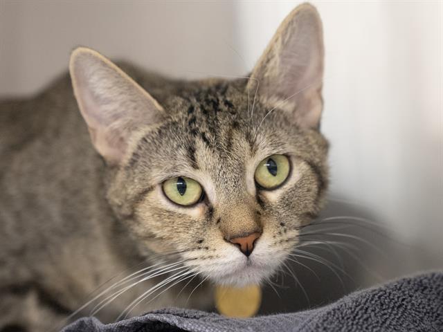 Corn - Female - Domestic SH