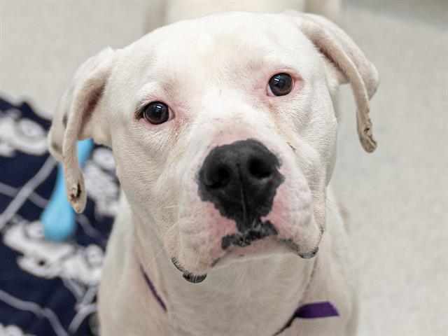 Malcolm - Male - Am Bulldog-Mix