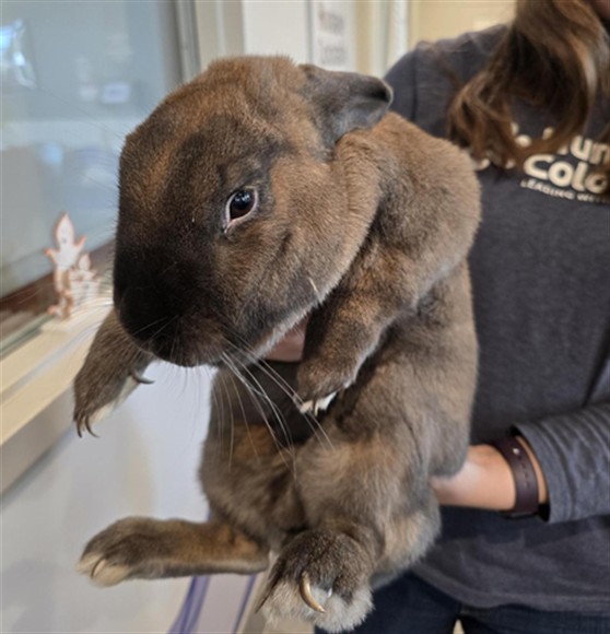 Nibbles - Male - Short Hair