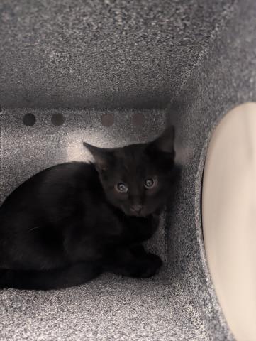Baloo - Unknown - Domestic SH