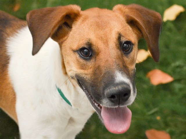 Chia - Female - Nonspecific