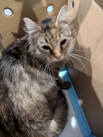  - Female - Domestic SH