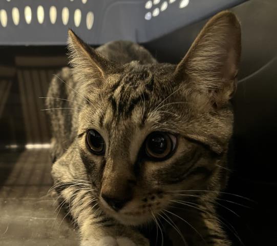  - Female - Domestic SH