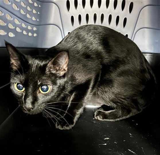  - Female - Domestic SH
