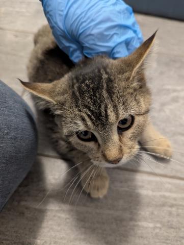  - Female - Domestic SH