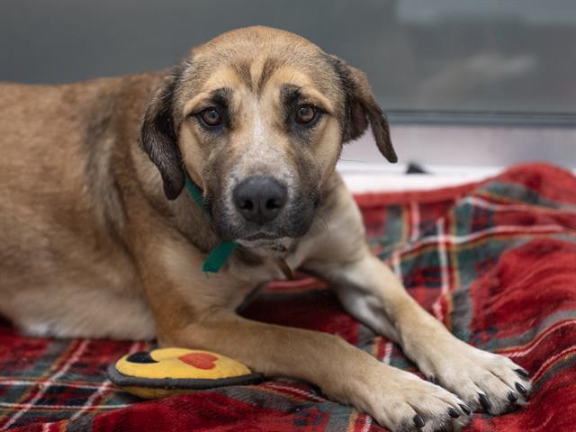 Amora - Female - Akita-Pit Bull