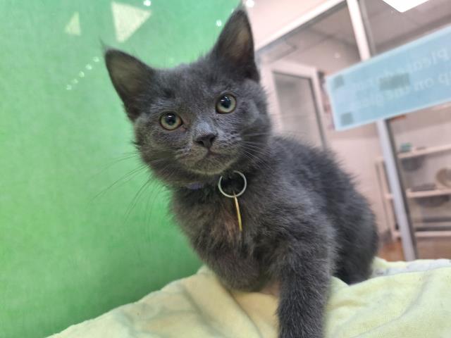 Ding - Male - Domestic SH