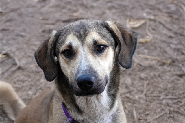 Adonis - Male - Nonspecific