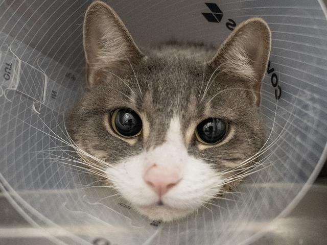 Nova - Female - Domestic SH