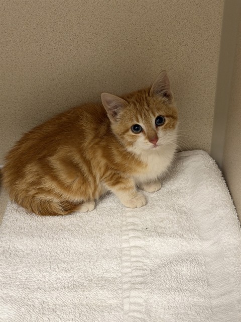 Ginny - Female - Domestic SH