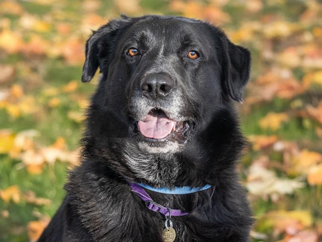 King - Male - Great Pyrenees-Mix