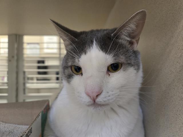 Meeko - Male - Domestic SH