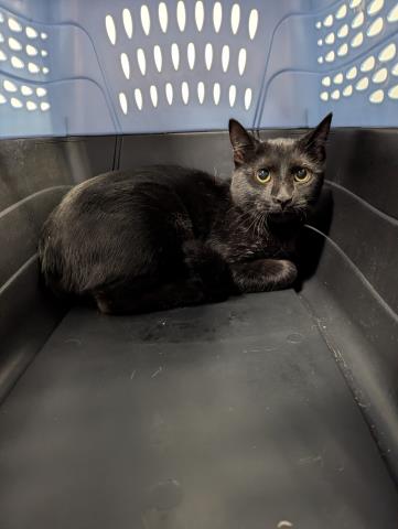  - Female - Domestic SH