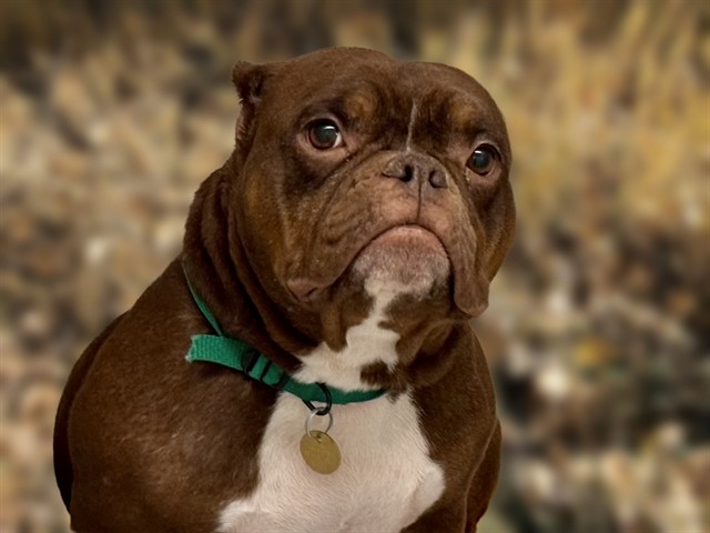 Joey - Female - English Bulldog-Mix