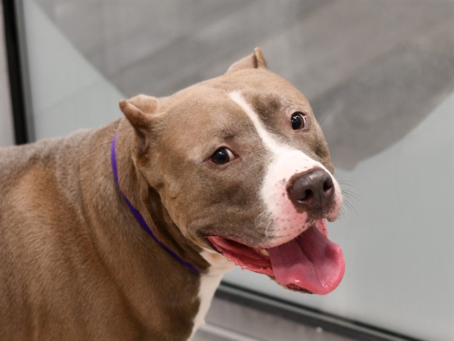 Gwuapo - Male - Pit Bull