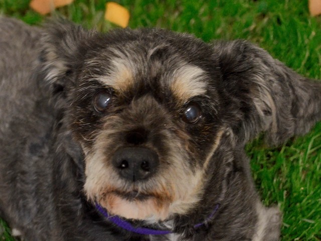 Ziggy - Male - Yorkshire Terrier-Miniature Poodle