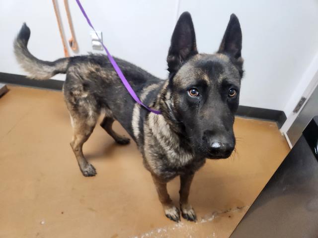  - Male - Dutch Shepherd-Belgian Malinois