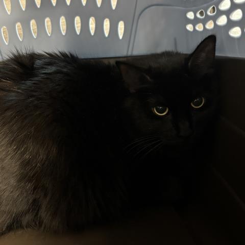  - Female - Domestic SH