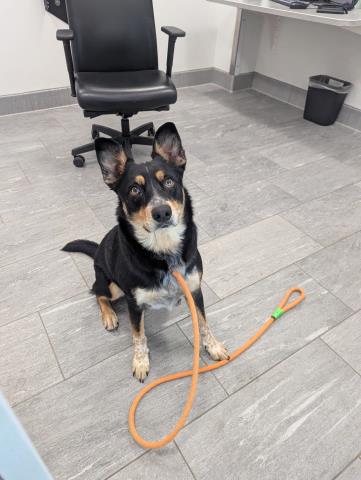  - Male - Australian Cattle Dog
