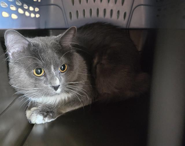  - Male - Domestic MH
