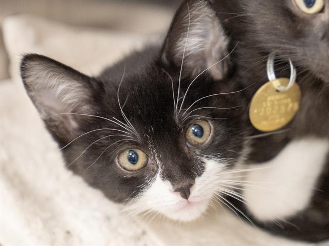 Cappelletti - Female - Domestic SH