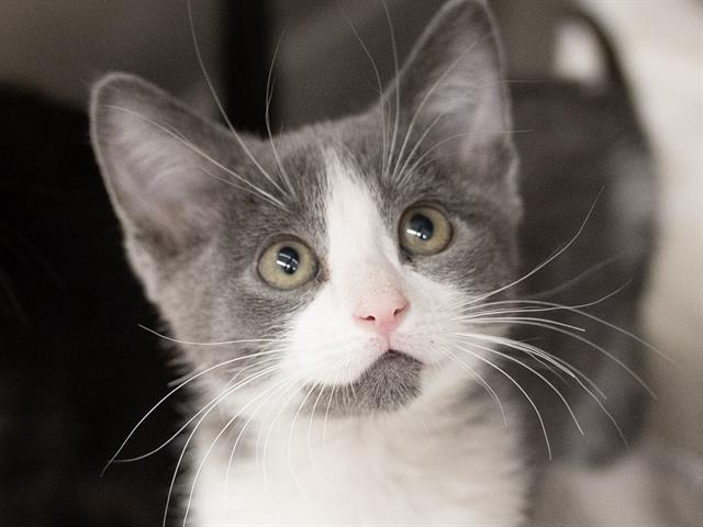 Ozzy - Male - Domestic SH