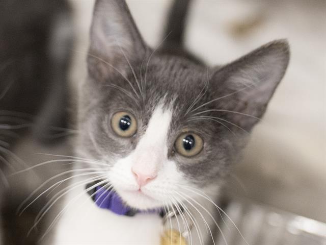 Remy - Male - Domestic SH