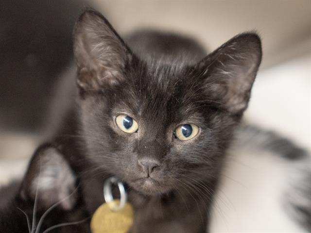 Corzetti - Male - Domestic SH