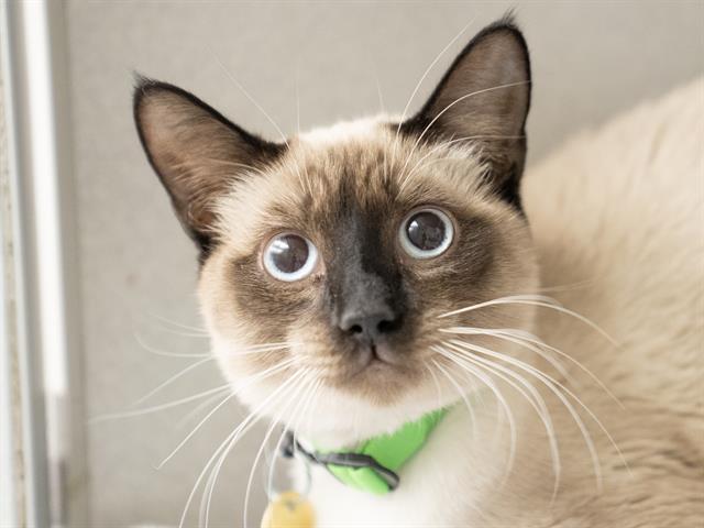 Mariah - Female - Domestic SH