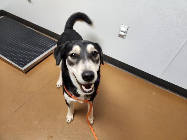 Ty - Male - German Shepherd-Mix