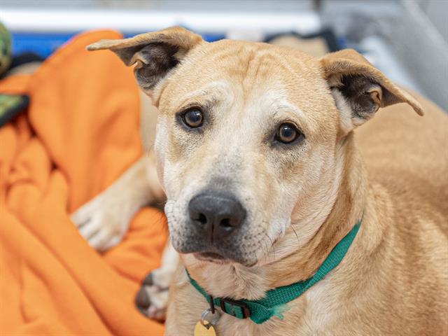 Misty - Female - Chinese Sharpei