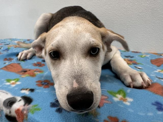 Harvey - Male - Labrador Retriever-Mix