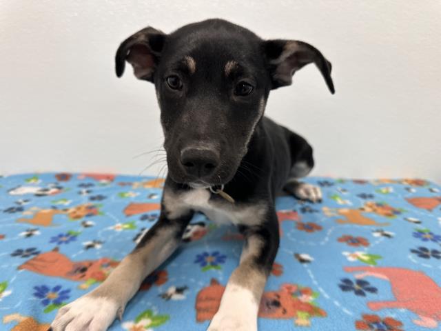 Harper - Female - Labrador Retriever-Mix